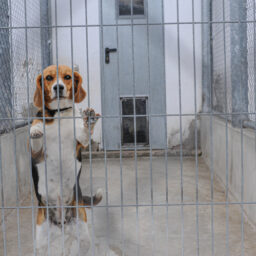 A purpose bred beagle at a veterinary school. Spain, 2010.