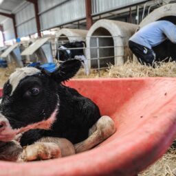 A recently separated calf waits in a wheelbarrow as a farmer prepares her solitary crate.