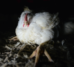 A broiler chicken unable to stand.