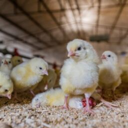 Young Broiler Chicks At A Factory Farm In Mexico.