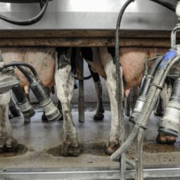 Cows with full udders are corralled into the milking barn to be hooked up to machines.