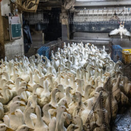 Ducks going to slaughter. Taiwan, 2019.