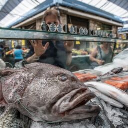 Close-up of fish on display at a market in Jerusalem.