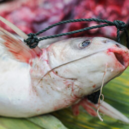 A fish tied for carrying at a market. Laos, 2008.