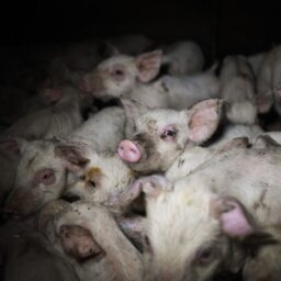Piglets crowd one another in filth in an Italian factory farm.