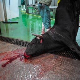 The slaughterhouse at the bullfighting arena.