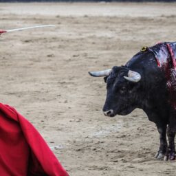 The bullfight.