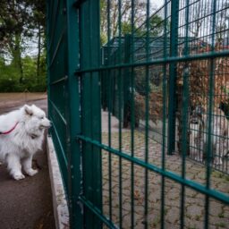 Visitor with a white dog on a leash, watches a lynx at a zoo in France, 2016.