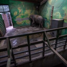 Asian elephant at a zoo in Slovenia, 2016.