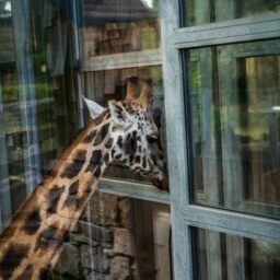 Giraffe at a zoo in Latvia, 2016.