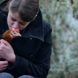 A Rescued Hen At Frie Vinger Sanctuary In Denmark