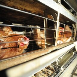 Hens in battery cages on a factory farm