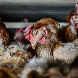 Hens packed into cages at a factory farm. Australia, 2013.