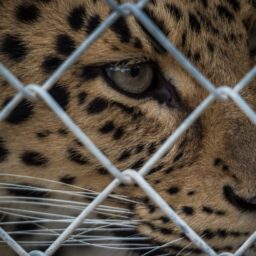 Leopard looking out from chain link fence at a zoo in France.