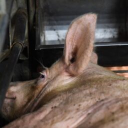 A sow lies wedged between the bars of a gestation crate
