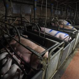 Sows and their litters nursing between the bars of rows of gestation crates.