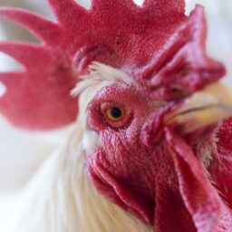 Rescued Rooster At Farm Sanctuary In California