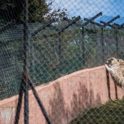White tigers look out over edge of wall at a zoo in France.