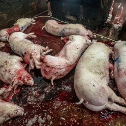 Pigs dying on the kill floor of a Thai slaughterhouse.