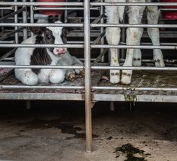 Calves segregated from the herd at a dairy farm. Taiwan.