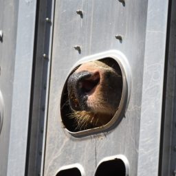 Cows in transport trucks, arriving at the slaughterhouse.