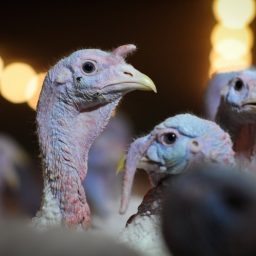 Desnooded turkeys on a factory farm.