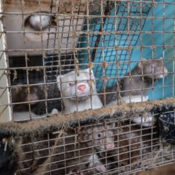 Several Mink Crammed Into A Filthy Cage At A Fur Farm In Quebec.