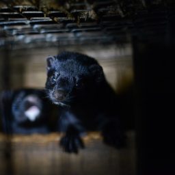Black mink kits in a nesting box at a fur farm.