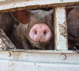 Pigs covered in feces inside transport truck. Australia, 2017.