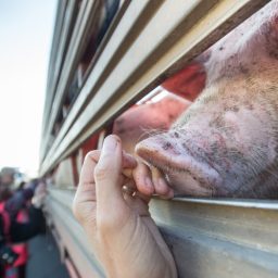 Pig in a transport truck touches snout to activist's hand.