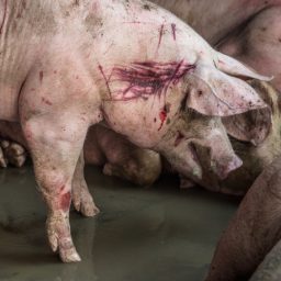 A stressed pig with wounds in a holding area at a Thai slaughterhouse.
