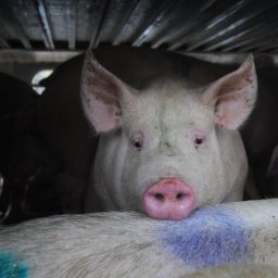 Pigs in a transport truck, on route to slaughter.