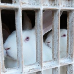 Rabbits crammed together inside plastic crates awaiting the kill floor.