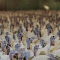 Factory-farmed turkeys.